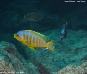Petrotilapia flaviventris